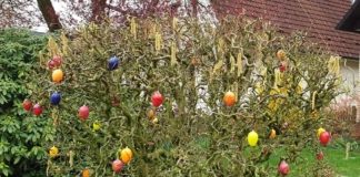 Ostern: Strauch mit Oster-Eiern