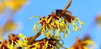 Honigbiene auf einer Zaubernuss (Foto: E. Mitwollen)