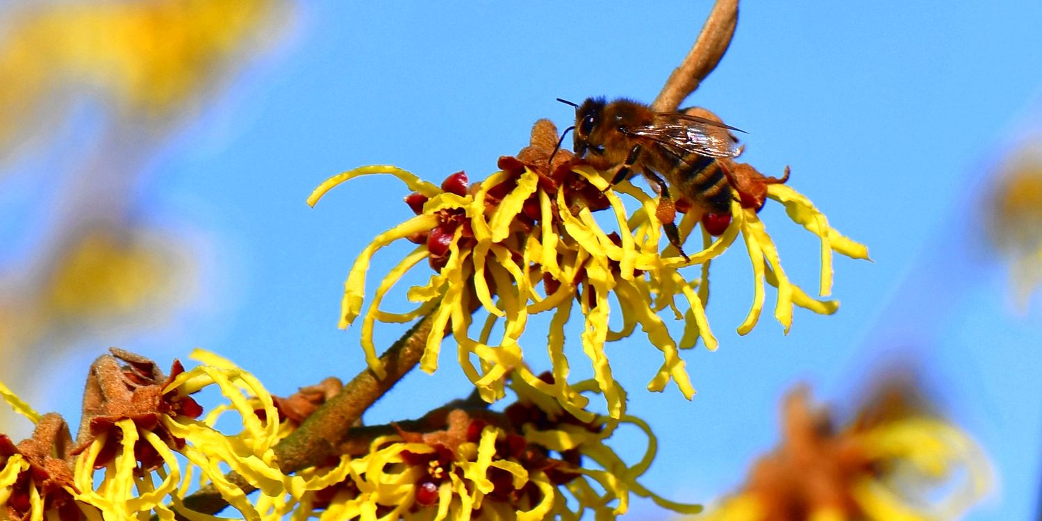 Honigbiene auf einer Zaubernuss (Foto: E. Mitwollen)